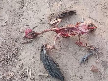 这几种鸡还能救吗#鸡 #小鸡仔 #打火鸡 #救助动物 #救助