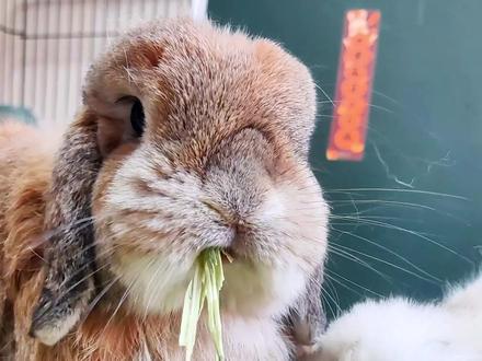 磨牙棒什么时候喂?磨牙主要靠什么?#科学养兔