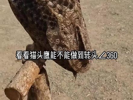 猫头鹰三百六十度转头锁定我#猫头鹰 #野生动物零距离 #西藏 #旅行 #猛禽