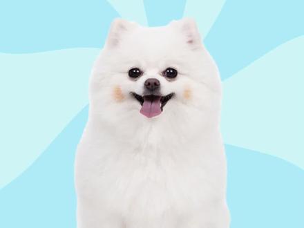 博美4大造型,你最喜欢哪种呢?#博美 #狗狗造型 #我的狗狗 #博美犬知识 #狗狗好可爱