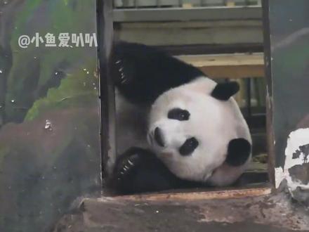 原来经济那么发达的城市也养不好熊猫吗?#大熊猫香果 #大熊猫半半 #杭州 #动物园