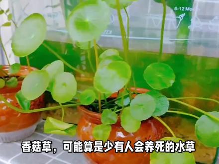 香菇草:水族造景界的新晋宠儿