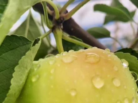 雨后的果园,满目皆是那么生机盎然。一颗颗晶莹剔透的雨露沁托着果子,一切都是那么的美好#新农人计划2021