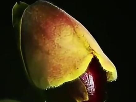 此前征名出了个以二舅命名的宝华月季的博主,2月2日再次发文为新品种兜兰征名,网友建议:不如我们就叫它炸糊的花生米戴黄帽吧。#征名 #新品种 #兜兰 #宝华月季 #网友