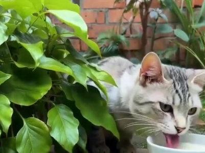 对猫咪有害的植物以及误食后的处理? 对猫咪有害的植物以及误食后的处理?#宠物 #猫咪 #养猫