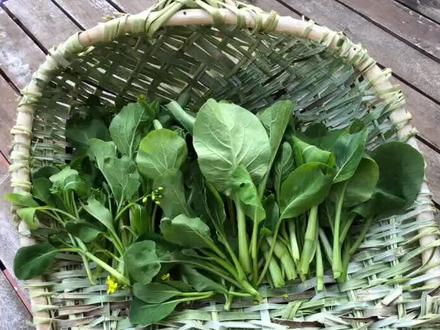 波兰邻居惊呆了,不敢相信芦苇可以做菜篮子,好新奇。我也是第一次