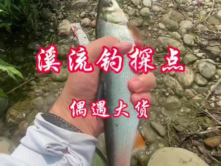 探钓桃花,马口;偶遇红尾鲴,软杆,细线,小钩(细丝)刺激!!!#溪流钓 #探钓 #红尾鲴 #鲴鱼