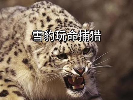 雪豹玩命捕猎岩羊 #看动物世界品百味人生 #野生动物纪录片推荐