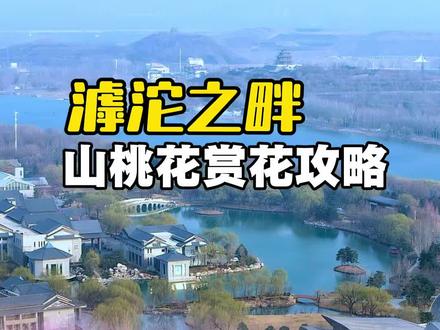 石家庄滹沱河边的山桃花开了,这周末正定古城还有全国鼓王争霸赛,给大家分享“滹沱宾馆-揽秀塔桃花-看天鹅”的游玩路线