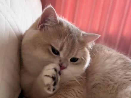 每天认识一款猫:蓝金渐层 #蓝金渐层 #猫咪 #养猫人