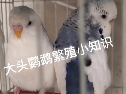 #大头鹦鹉 #玄凤鹦鹉
#鹦鹉 @抖音小助手