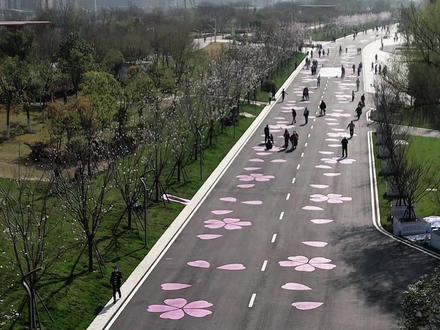 2026武汉马拉松将于3月22日鸣枪开跑,全程终点首次迁至青山江滩。从建设三路至江滩约两公里冲刺路段经整体改造提升,道路平坦开阔、景致焕然一新,两侧樱花连片栽种,终点还精心打造“樱花大道”,春日氛围感拉满,让这条赛道成为汉马独具特色的浪漫收尾。沿着汉马赛事路线,从友谊大道出发,沿建设三路经过和平大道、临江大道,行至终点青山江滩。放眼望去,整条道路变得宽敞整洁、秩序井然,每个路口就像一座小花园,两侧补种了樱花、海棠、蔷薇等春季开花植物,景观层次更加丰富。起点在汉口沿江大道,终点在青山临江大道,两者遥相呼应,体现了大江大湖大武汉的气魄。在汉马终点青山江滩,看到路面“开出”朵朵樱花,大片樱花彩绘沿赛道蔓延,沿途栽种的樱花已陆续绽放#城市规划 #樱花季 #我的城市 #2026武汉马拉松 #武汉马拉松