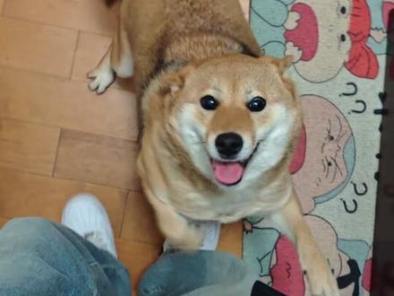 What the dog doing#蛤蟆狗 #meme #比比拉布 #cheems