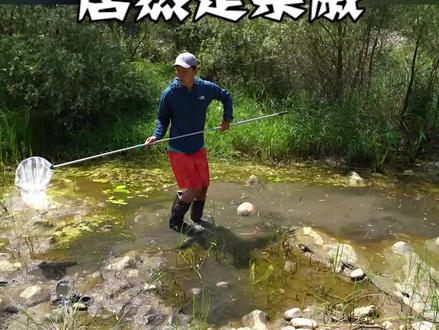 你抓过的蜻蜓到底是什么?#蜻蜓 #童年回忆 #萌知计划@抖音青少年 #夏日科普星探企划