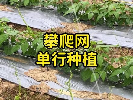 攀爬网单行种植#豆角种植技术 #豆角高产技术 #豆角种植