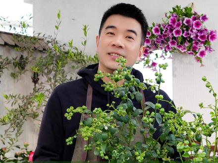 蓝莓盆栽养护全攻略,在家也能实现蓝莓自由 @抖音小助手 #养花 #园艺 #蓝莓 #蓝莓种植 #蓝莓盆栽