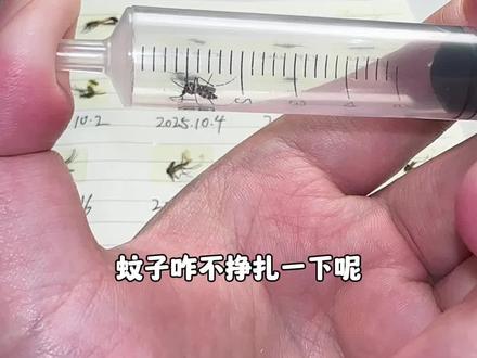 给蚊子来一次抽真空压缩运动#蚊子#有趣#给蚊子上一课#抽真空