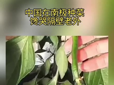 中国在南极种菜!馋哭隔壁老外! #南极考察 #南极长城站 #种菜