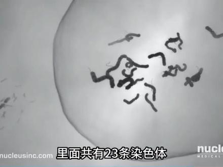 高中生物教学素材:受精作用中文配音+字幕