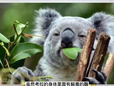 植物为啥要给动物提供果实?其实是它在利用我们 #科普