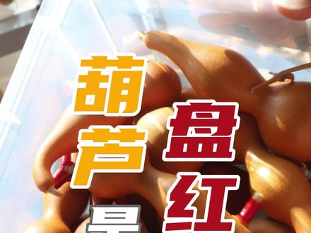 小葫芦是怎么变红的?葫芦怎么能盘的红彤彤的?本期视频带你深入了解如何盘好一把小葫芦。#本捻 #本捻葫芦 #中华本捻 #杨二 #葫芦如何盘玩