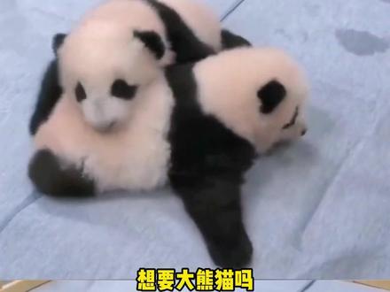 实在想也可以来中国看,回去就别想了啊 #熊猫 #晓晓 #蕾蕾 #归国