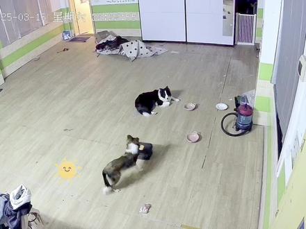 两只边牧完全不同,到底哪一只更聪明呢?#萌宠出道计划