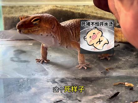 豹纹守宫犯了大罪! 豹纹守宫犯了大罪!我都想给给它一棒子#养宠知识 #萌宠日常记录 #守宫 #豹纹守宫