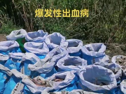 高温来临,大家需要注意爆发性出血病,及时消毒,内服,由其需要注意锚头蚤。