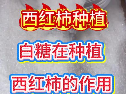 白醋在种植西红柿中的作用#农业种植小知识 #创作者中心 #创作灵感 三农#种植技术 #西红柿种植