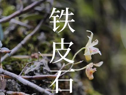 睡眠不足、身体疲惫不堪?看它!在这么危险的地方拍只想你们多认识点!#植物 #健康