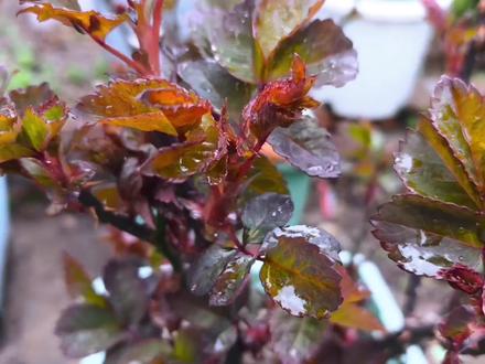 月季春天第一波追肥,肥效很重要,肥料你选对了吗? 盆栽月季地栽月季,春天追第一波均衡的肥料,速效肥料。肥料的效果很重要,而且要选对肥料。#月季#爱生活爱养花#花卉绿植#花园生活#养花