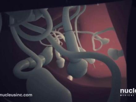 受精作用3D精美动画,包含获能、雄原核、雌原核结合过程。#高中生物