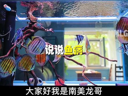 #鱼病 @抖音小助手