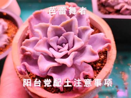 芭蕾舞者~白饺子皮阳台配土配盆注意事项。自配和成品配土要领#多肉 #多肉植物 #记录多肉生活 #白饺子皮