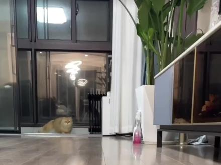 这才是猫界小语种,瞬间召唤毛孩子#猫叫声吸引猫 #猫咪 #新手养猫 #养猫经验分享#猫语十级