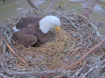 一号白头海雕:小大毛降生,投喂时刻太治愈 #神奇动物在抖音 #万物皆有灵性 #小大毛出生 #白头海雕育雏 #记录鸟类繁育