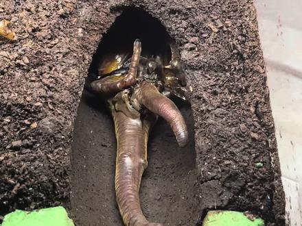 17cm大甲虫变身成功! #甲虫 #长戟大兜虫