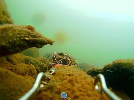 谁传出来的牛粪打窝有效果…#饵料测试 #钓鱼人 #原来钓鱼才是抖音运动顶流