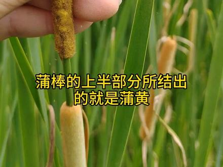 蒲黄是香蒲结出的花粉,每年这六月要及时采收,晚了,就没有了#识百草 #植物科普 #中草药 #香蒲 #香蒲棒