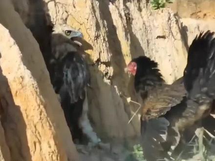 老母鸡保护小鸡对抗天敌苍鹰,却不料将苍鹰暴揍一顿#母鸡 #苍鹰