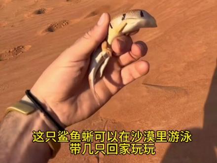荒漠抓小动物
#户外 #爬行动物