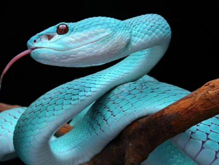 千万不要跟风饲养盖瑞一条蛇!#疯狂动物城2 #盖瑞一条蛇 #剧毒蛇 #海岛竹叶青 #爬宠