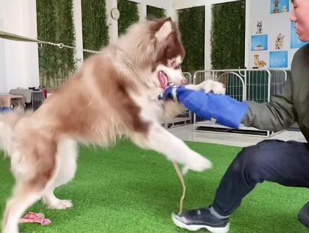 大型犬咬人怎么办?调整过程持续更新,看完这一系列视频,你会有所收获#狗狗 #训练#感谢推广小助手助我上热门