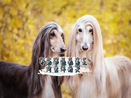 唯一一个被允许进入五星酒店的阿富汗猎犬原来是个大傻子#阿富汗猎犬 #阿富汗猎犬 #猎犬 #养狗小知识 #大型犬