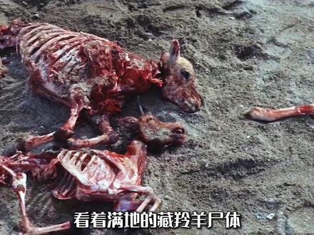 《生命树》针对藏羚羊的灭绝,或许只有建立自然保护区才有效。 但这却无形中影响了很多人#生命树