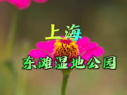 上海打卡东滩湿地公园之旅🚖🚔请友友们音画欣赏🎼#保护生态环境 #保护鸟类 #热爱大自然