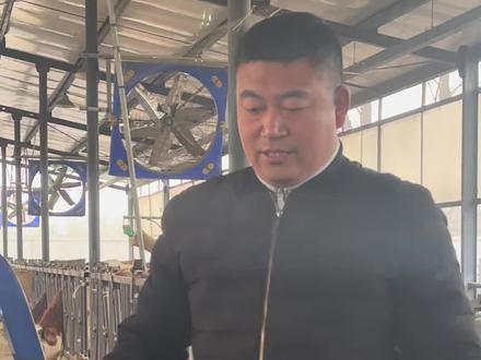 新生犊牛出生后你都做哪些保健#真实生活分享计划