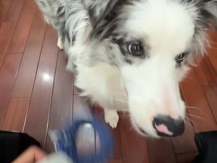 如何教会狗狗巡回游戏
保姆级教程来啦
狗狗巡回训练步骤
首先选择一个合适的玩具
选狗狗喜欢的玩具,最好能发声,吸引注意力。
1. 基础咬物训练
吸引注意力:晃动玩具或玩拔河游戏。
引导咬住:将玩具靠近狗狗嘴巴,给口令“咬住”,成功后给予奖励。
进阶训练:将玩具放地上,给口令“咬住”,狗狗主动咬起即成功。
小贴士:若狗狗不感兴趣,用玩具轻触嘴巴或玩拔河游戏。
2. 增加距离
短距离训练:扔出玩具,给口令“咬住”,成功后呼唤“去拿”或“拿过来”,引导狗狗带回玩具,给予奖励。重复10-20次。
增加距离:逐步增加扔玩具的距离。
3. 让狗狗把玩具放在手上
狗狗带回玩具后,手放其嘴巴下方,给口令“吐”。若不懂,用食物引导松口,玩具掉手上。重复10-20次,直到成功。
4. 更换玩具
熟练后,更换不同玩具训练,确保狗狗能执行巡回指令。
保持耐心,若表现不佳,回到上一步重新练习。
#如何训练小狗 #狗狗巡回 #狗狗巡回教程 #训狗经验分享 #边牧三金