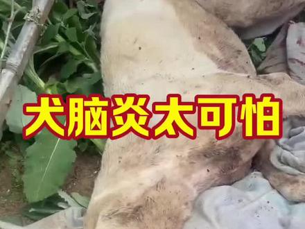 对于犬急性脑炎,没有太好的办法……